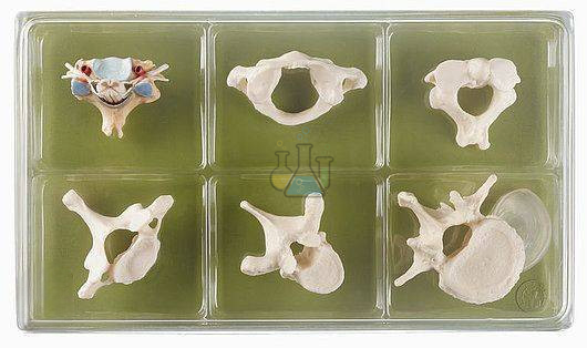 Collection Box "Vertebrae & Spinal Cord" Model